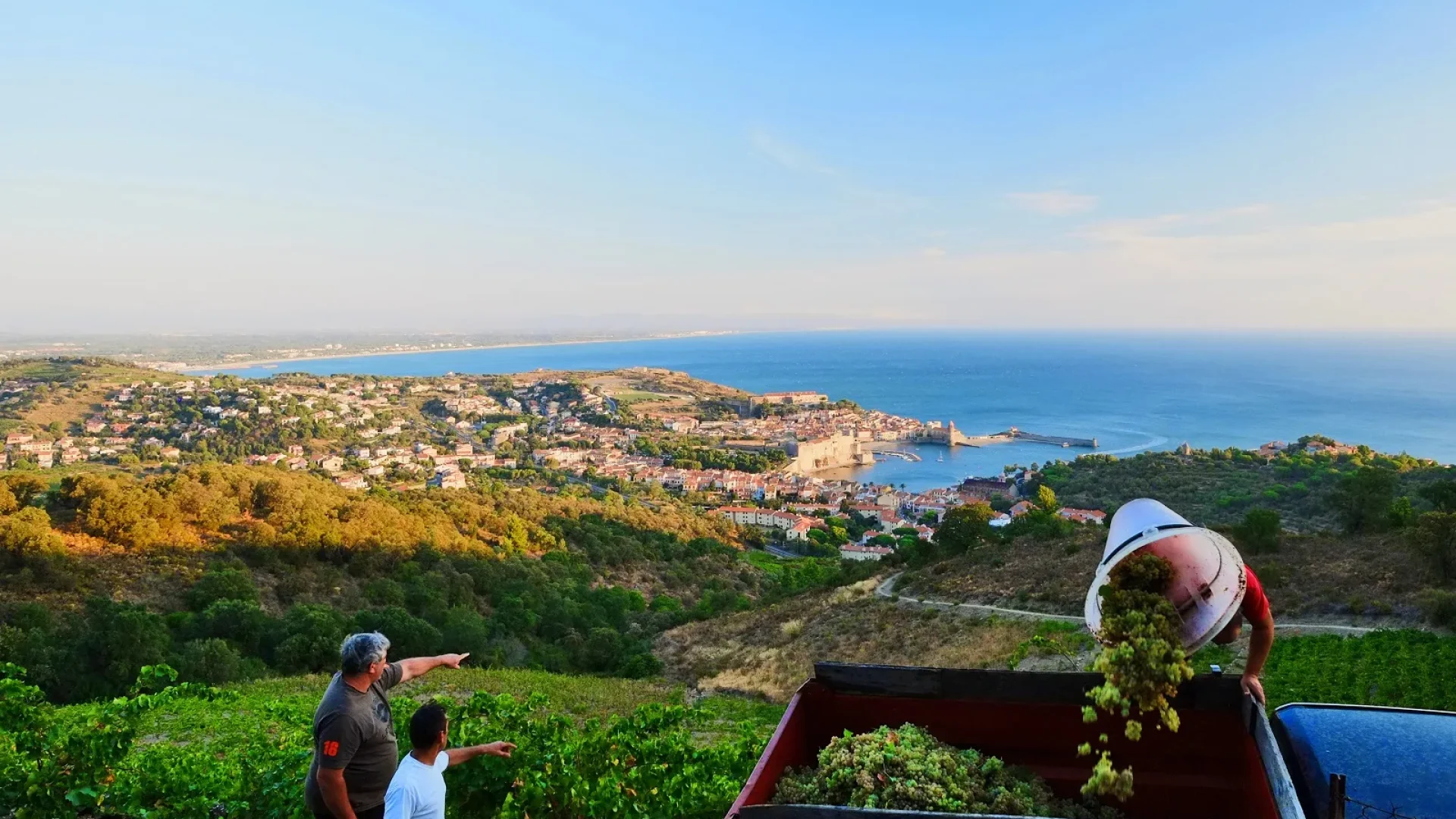 collioure-terre-de-vignoble