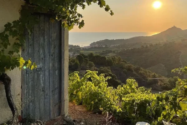 2-vignes-collioure